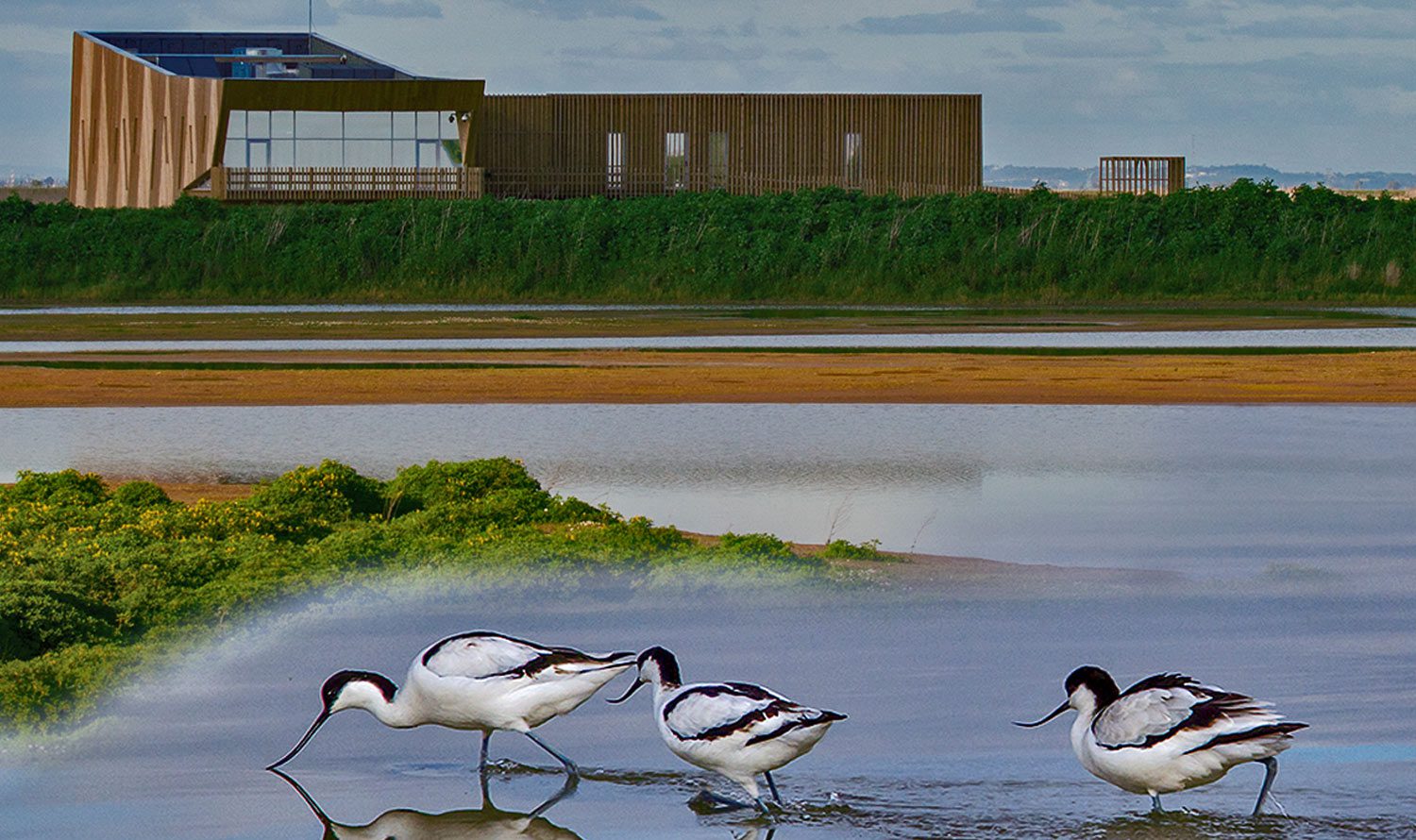 Reserva Natural Do Estu Rio Do Tejo Faz Anos E Tem Um Plano De Cogest O