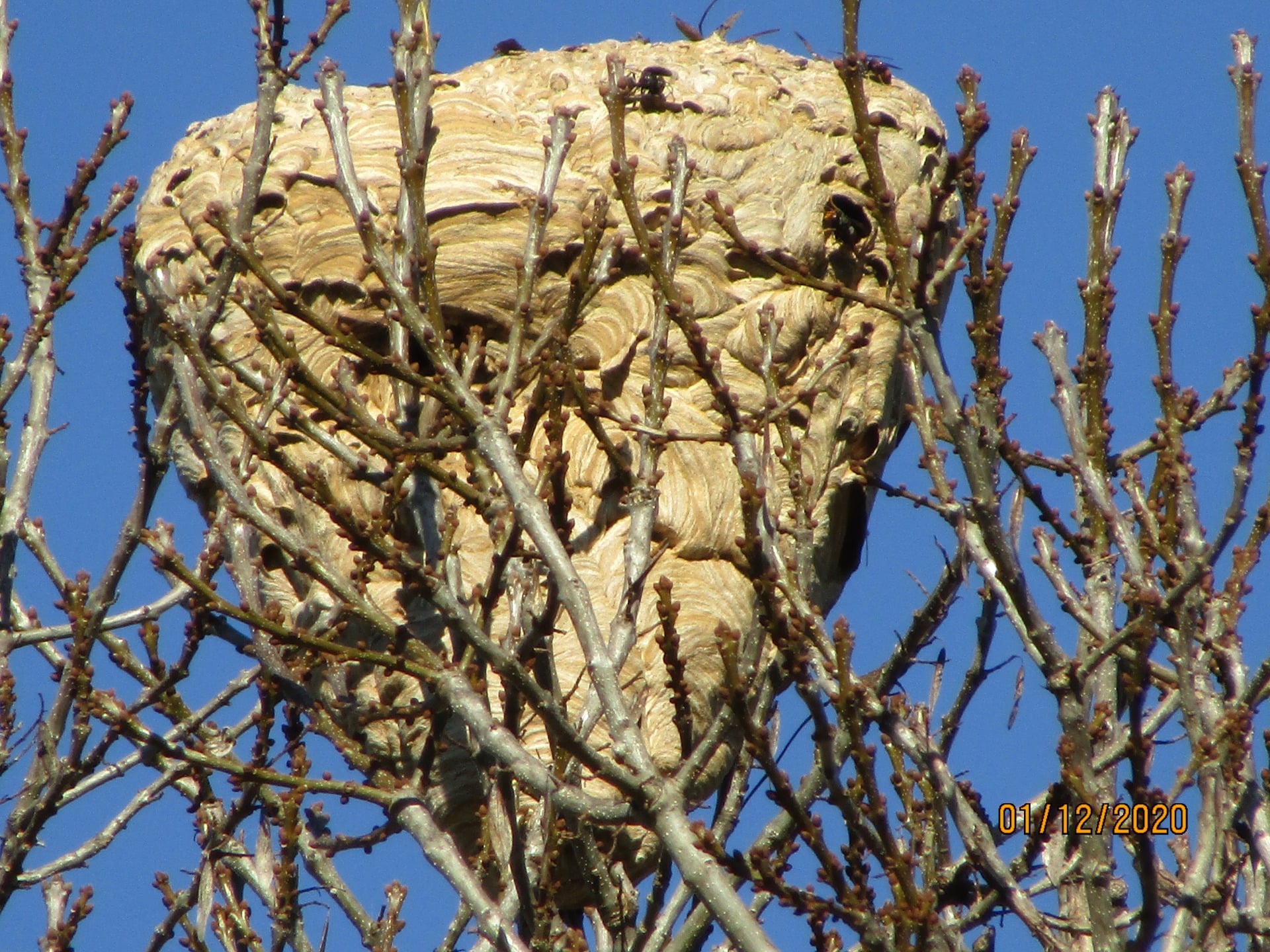 24 nids de guêpes asiatiques détruits à Coruche en 2021