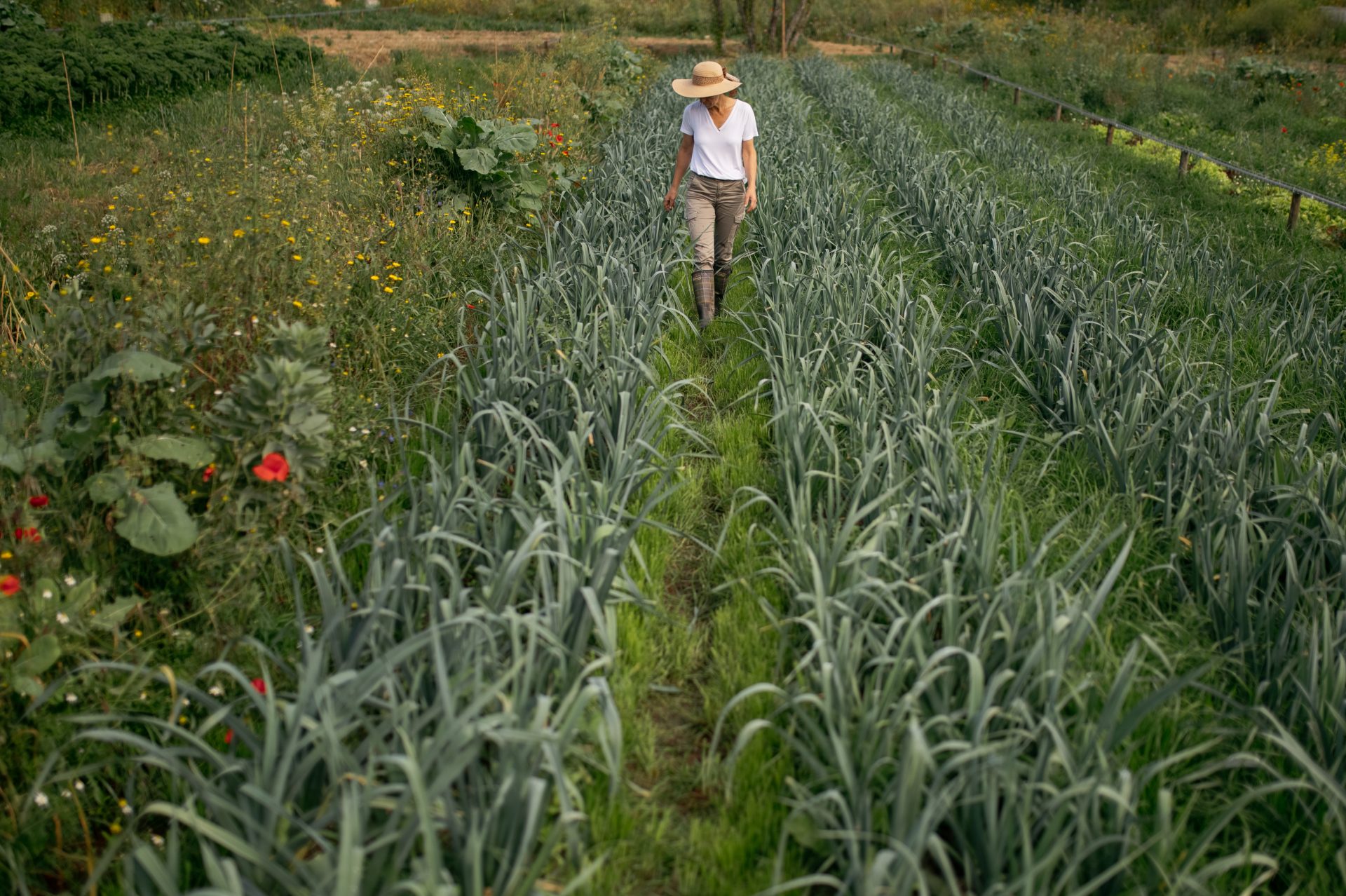 Vivid Farms
